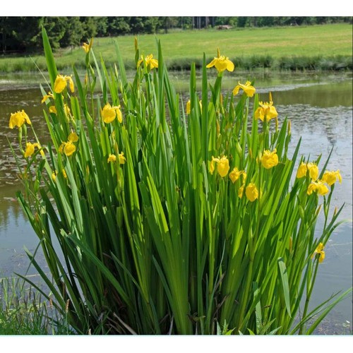 Iris pseudacorus jaune - pseudacorus,