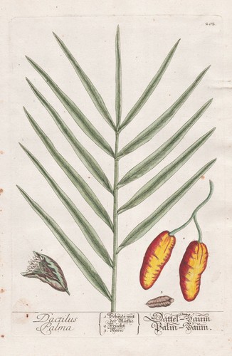 Dactyle palmier phoenix - dactyle,