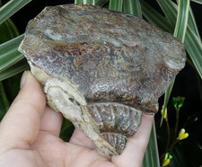 Ammonite remplie de cristaux