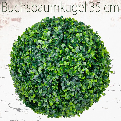 Buis boule plante - buis,