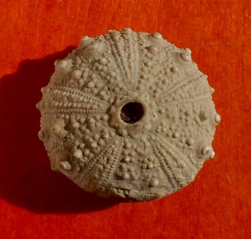 Oursin fossile jurassique - fossile,