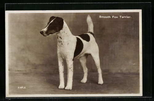 Smooth fox terrier portrait - fox, terrier,