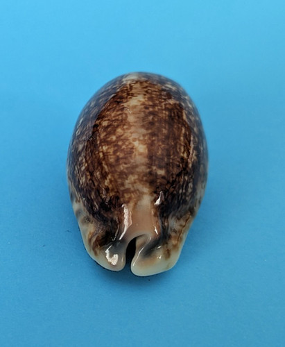 Cypraea eglantina niger 7 - cypraea,