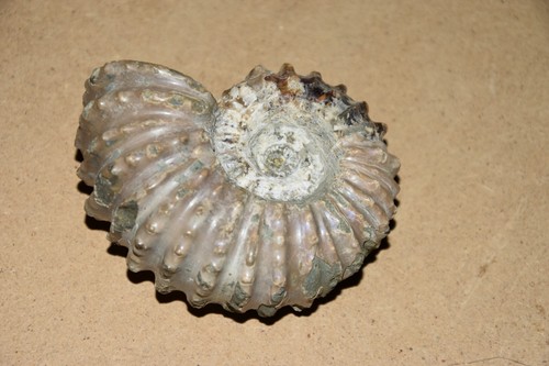 Ammonite douvilleiceras - ammonite,
