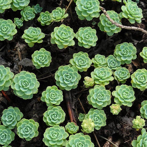 Sedum pachyclados orpin - sedum,