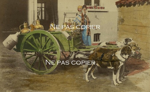 Charrette chiens laitiere - charrette,