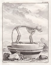 Gravure De Squelette De Singe
