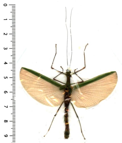 Phasmatodea necroscia - phasmatodea,