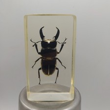 inclusions d'insectes entomologie  résine cabinet De Curiosité  Lucarne