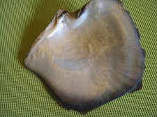 huitre perliere nacre polynésie 14 cm