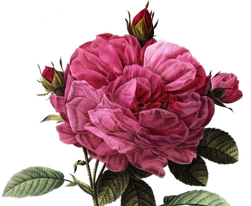 1990 Vintage Print Rose Flower