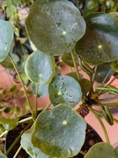 Peperomia Sugar