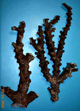 CORAL -  CORAIL  2 BRANCHES DE