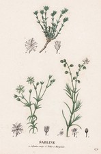 Arenaria Montana Sabline Fleur