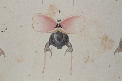 Mollusques gravure règne - mollusques,