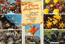 LA FLORE ALPINE - Jonquilles - gentianes bleues - lys orange - Edemweoss