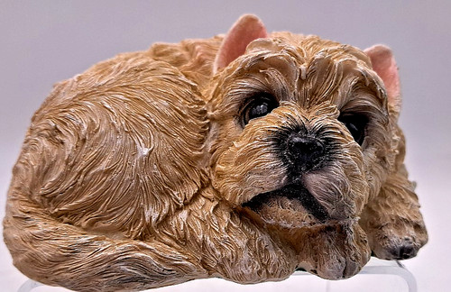 Westie west highland white - west,