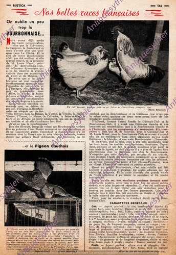 Race poule bourbonnaise pigeon - poule,