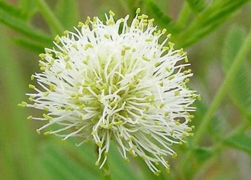 Graines desmanthus - graines,