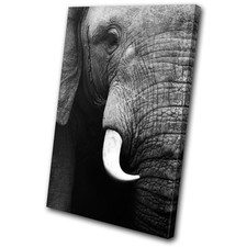 Animals Elephant Wildlife