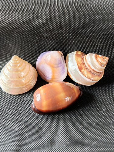 Lot coquillages - de, 4