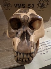 Crâne résine de collection