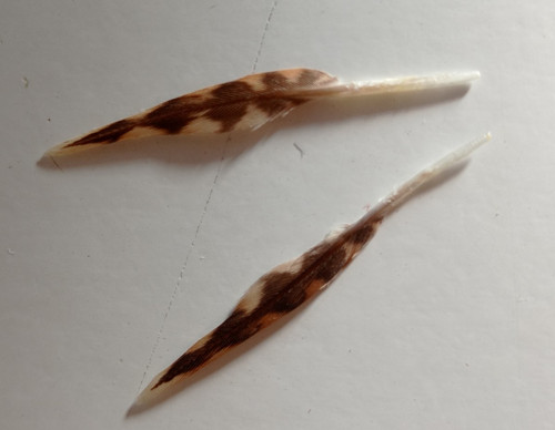 Plume peintre bécasse - , du