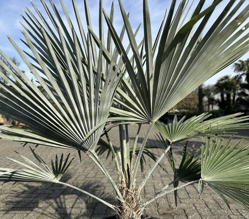 Graines palmier trachycarpus - graines,