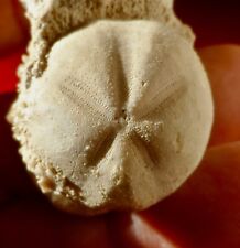 OURSIN FOSSILE CRÉTACÉ DE