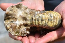 Grande ammonite Douvilleiceras mammilatum  albien de Mahajanga Madagascar 140 mm