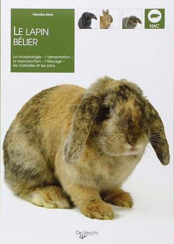 Lapin bélier zizka - lapin,