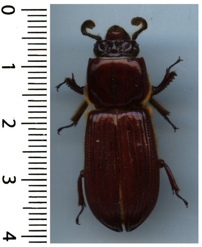 Passalidae passalus - -,