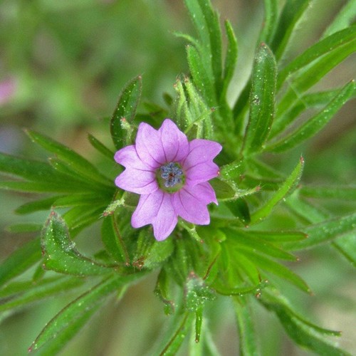 Graines geranium dissectum - geranium,