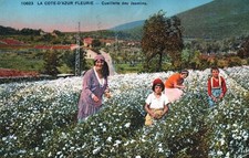 CARTE POSTALE LA COTE D'AZUR FLEURIE ALPES-MARITIMES 06 - CUEILLETE DES JASMINS