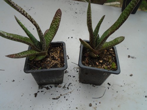 Gasteria deux pot - gasteria;deux,