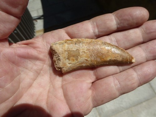 Dent fossilisee - fossilisee, de