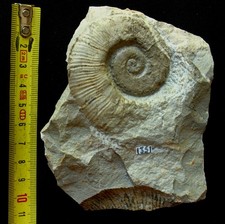 Ammonite de l'Hauterivien : Crioceratites loryi (Sarkar, 1955)