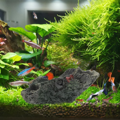 Accessoires aquarium souche - accessoires,