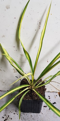 Yucca flaccida golden sword - yucca, sword'