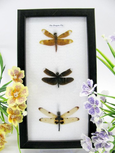 Vraies libellules - vraies,