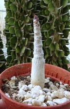 ADENIUM DHOFARENSE   caudex