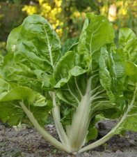 50 GRAINES BLETTES / BETTES / POIREE VERTE BIO