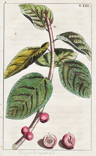 Figue fig banyan arbre - fig,