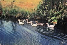 44 LA GRANDE BRIERE UNE FAMILLE DE CANARDS