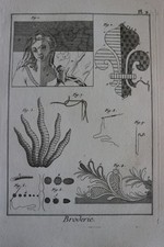 2 gravures encyclopedie