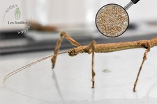 *HERMAGORAS CULTRATOLOBATUS