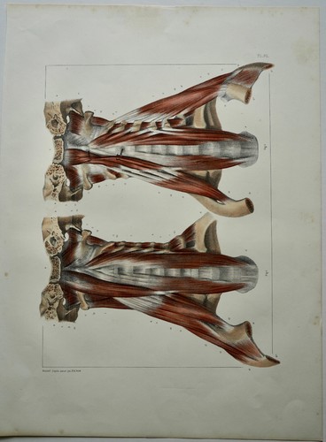Bourgery jacob anatomie 1844 - bourgery,