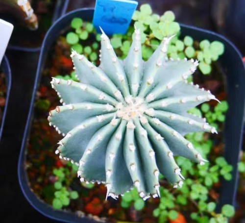 Rare plant cacti geohintonia - cacti,