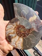 Ammonite De Madagascar - 480 gr .