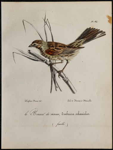 1830 bruant des roseaux - -,
